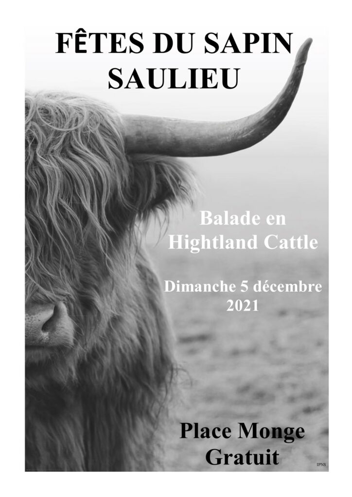 Balade en Hightland Cattle
